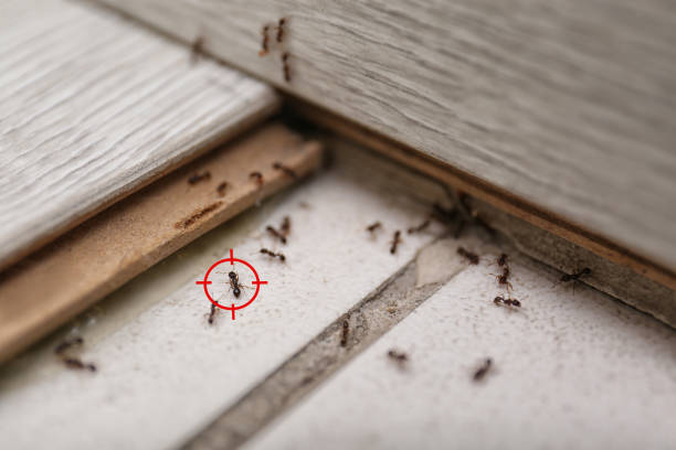 Best Insect Control  in Melissa, TX